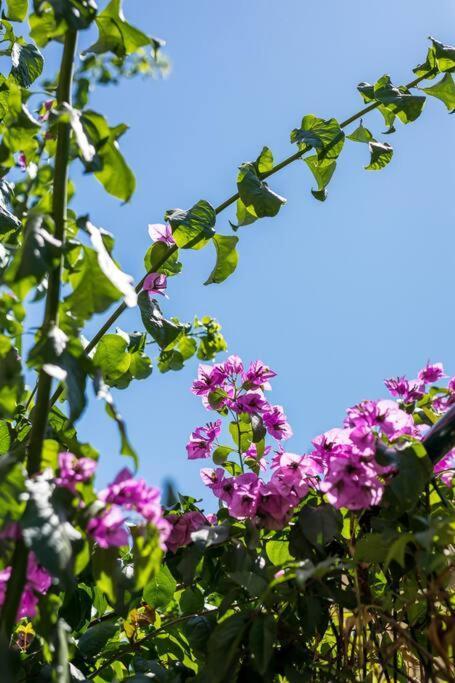 Giardino Apartman *